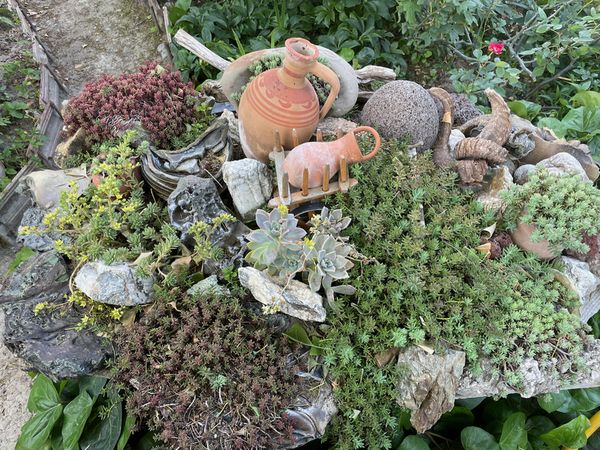 Traditional Georgian clay pitchers among garden succulents