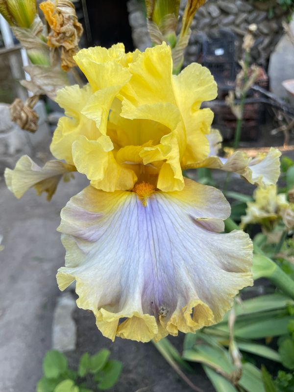 Delicate lavender iris in full bloom