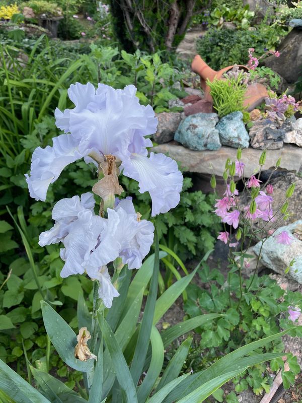 Lavender iris and columbine flowers in a Mtskheta garden