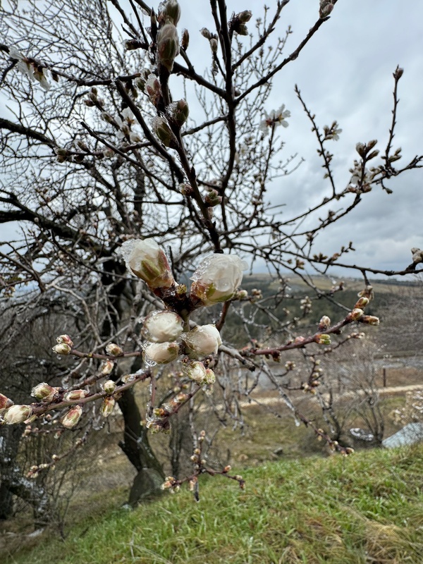 Spring blossoming trees — Kojori