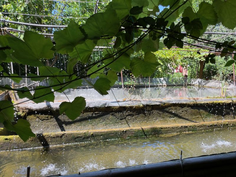 Fish farm — trout beneath grapevine leaves