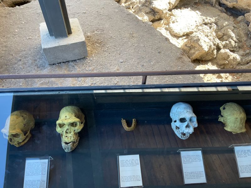 Dmanisi Museum — skulls of ancient hominids