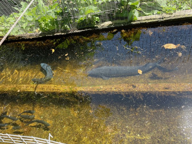 Sturgeon and trout at a fish farm