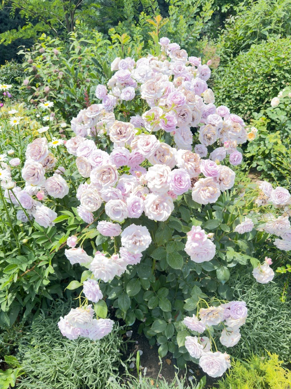 Lavender roses at Bodbe monastery