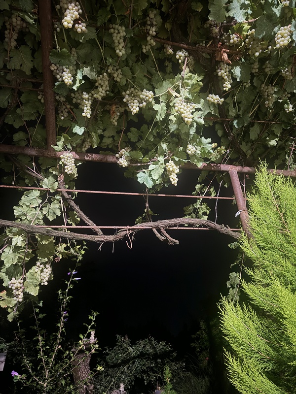 White grapes on the vine