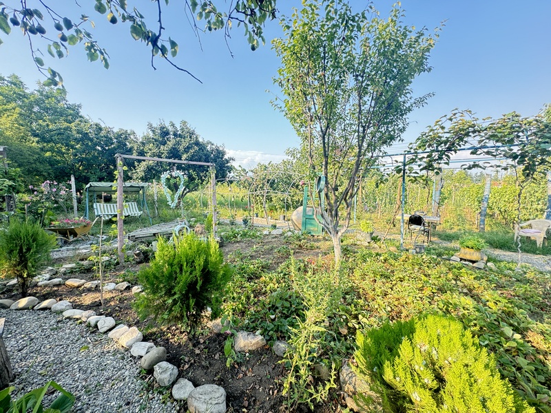 Vineyard in the garden