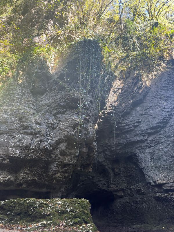 Mossy cliff covered with ivy in Martvili Canyon