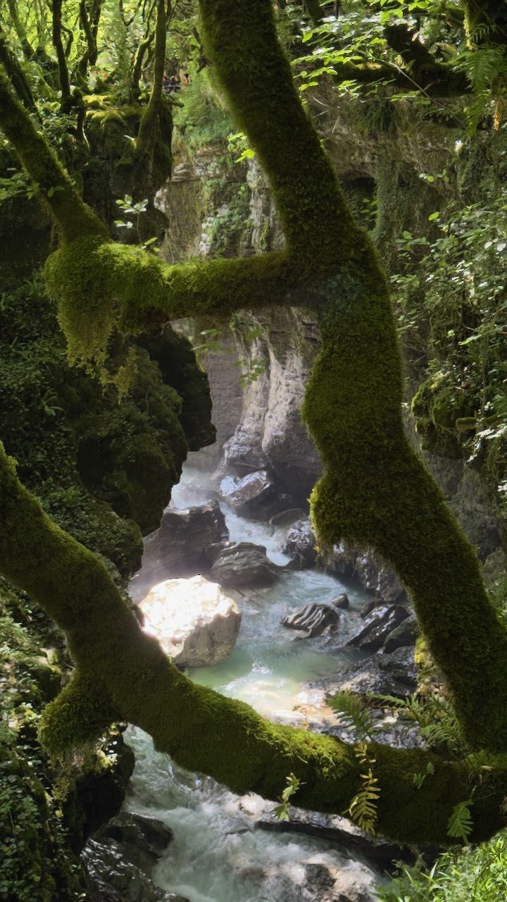 Mossy tree framing the view of Martvili Canyon